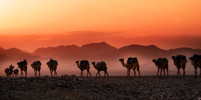 row of camels